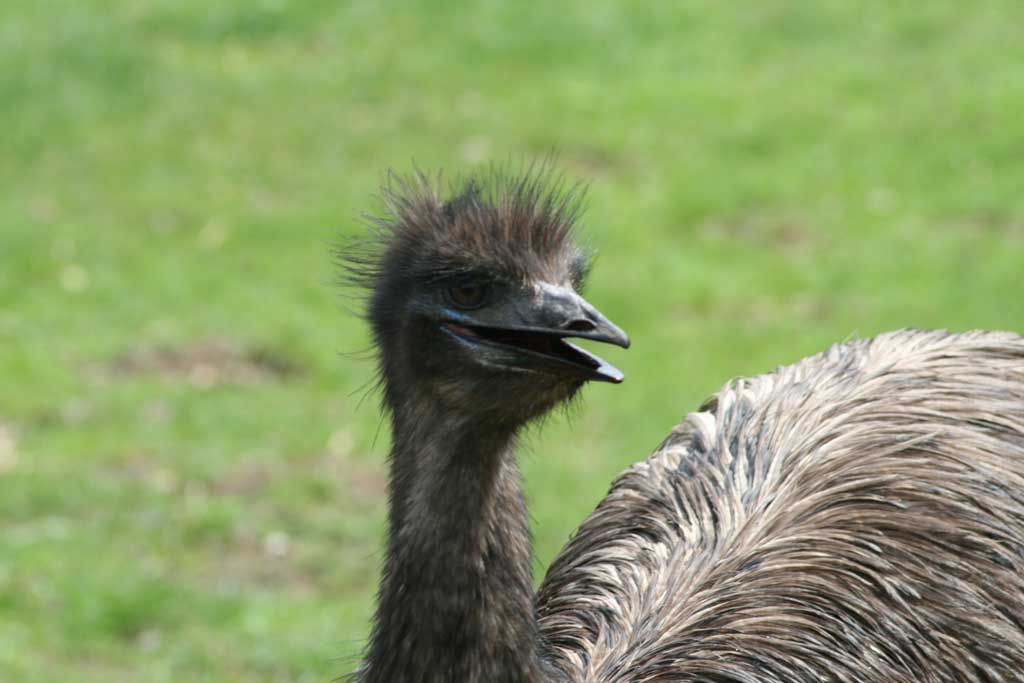 Emu Wildpark Eifel